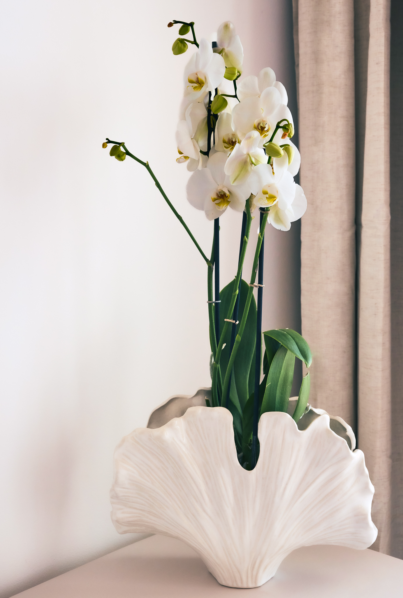 Orchid Detail