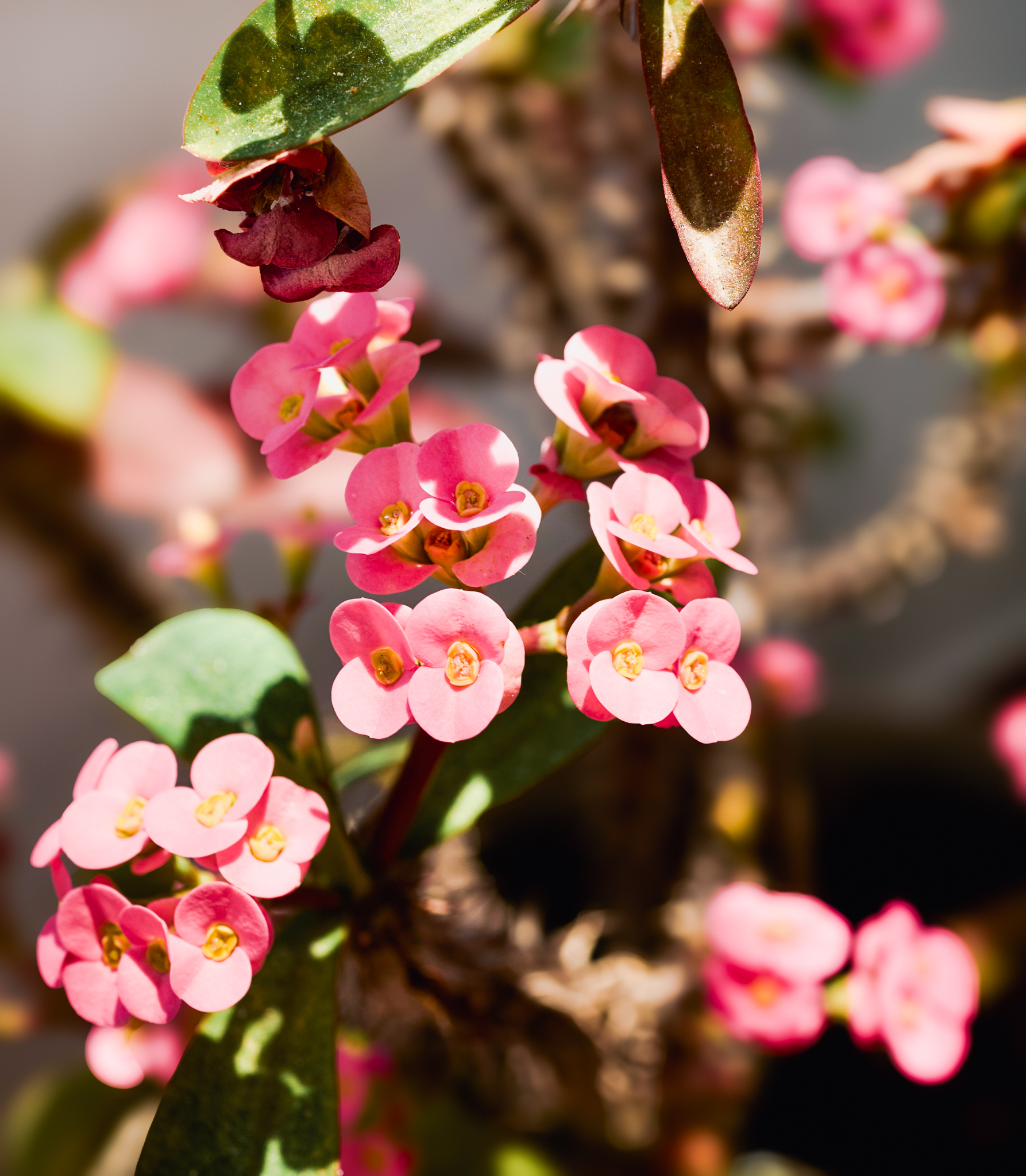 Flower Detail